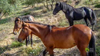 Ανακαλύψτε το γιοργαλίδικο άλογο της Κρήτης!