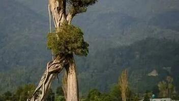 Ιδού το αληθινό δέντρο που «περπατάει»