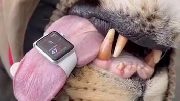 Αυστραλία: Κτηνίατρος χρησιμοποιεί Apple Watch για να παρακολουθεί την καρδιά λιονταριού