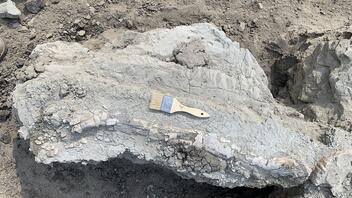 ΗΠΑ: Τρία παιδιά ανακάλυψαν απολιθωμένο οστό νεαρού Τυραννόσαυρου Ρεξ 