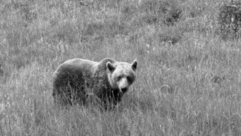 Αρκτούρος: Πέθανε η αρκούδα Μπάρμπαρα – Είχε έρθει από τη Γιουγκοσλαβία το 1999