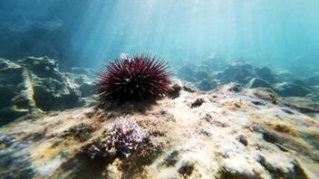 Πανδημία πλήττει αχινούς και απειλεί κοραλλιογενείς υφάλους
