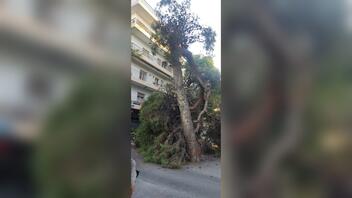 Έπεσε δέντρο στην Λ.Σμπώκου, στο Ηράκλειο - Επί τόπου συνεργείο του Δήμου