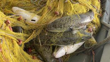 Διαλυμένα τα δίχτυα των ψαράδων από τα λαγόψαρα- Ο κλάδος εκπέμπει σήμα κινδύνου!