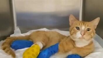 Κτηνωδία με ακρωτηριασμό γάτου στα τρία του πόδια - Μήνυση κατά αγνώστων 