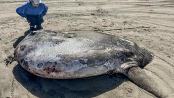 Σπάνιο, γιγαντιαίο ηλιόψαρο εκβράστηκε στην παραλία του Όρεγκον