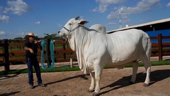 Η πιο ακριβή αγελάδα στον κόσμο κοστίζει 4 εκατ. δολάρια και βρίσκεται στη Βραζιλία
