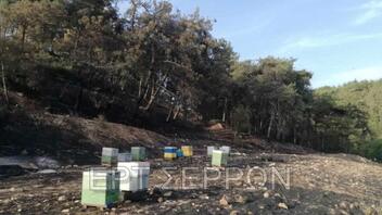Σέρρες: Σύλληψη δύο μελισσοκόμων για την πυρκαγιά στο Γάζωρο