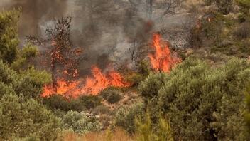 Πυρκαγιές σε Κάρυστο και Θήβα - Επιχειρούν ισχυρές δυνάμεις της πυροσβεστικής