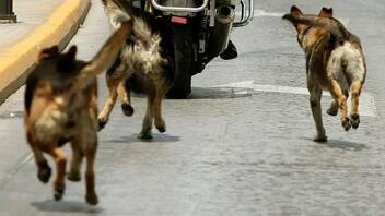 Καταγγέλλει επίθεση από σκυλιά σε πλατεία του Ηρακλείου