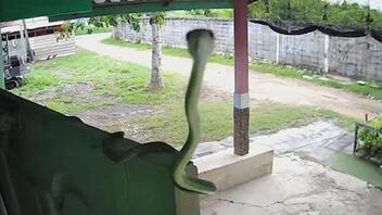Φίδι βγάζει ... σέλφι με κάμερα ασφαλείας