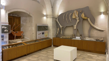 Παλαιοντολογικό Μουσείο Ρεθύμνου