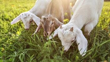 Πανώλη σε αιγοπρόβατα στη Θεσσαλία: Πάνω από 100 κτηνίατροι πραγματοποιούν ελέγχους 