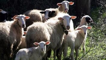 Πανώλη σε αιγοπρόβατα: Σε 16 τα επιβεβαιωμένα κρούσματα - Συνεχίζονται οι έλεγχοι από κτηνιάτρους