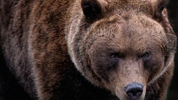 Ρουμανία: Αρκούδα επιτέθηκε και σκότωσε 19χρονη τουρίστρια