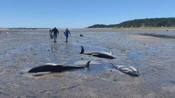 Πάνω από 100 δελφίνια παγιδευμένα σε παραλία από την άμπωτη