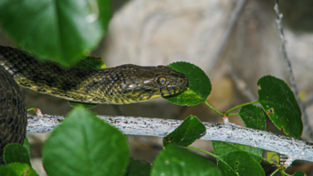 Λιμνόφιδο: Το φίδι που προσποιείται το νεκρό για να γλιτώσει από τους κινδύνους!