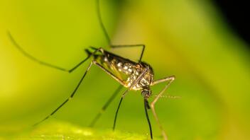 ΠΕ Χανίων: Το πρόγραμμα ψεκασμών για την καταπολέμηση των κουνουπιών