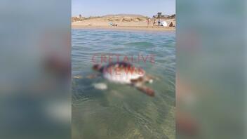 Μακάβριο θέαμα σε παραλία του Καρτερού: Ξεβράστηκε νεκρή χελώνα