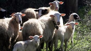Πανώλη σε αιγοπρόβατα και στη Λάρισα - Επίσκεψη Τσιάρα και λήψη έκτακτων μέτρων