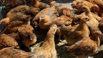 Γρίπης των πτηνών: Επιβεβαιώθηκαν 4 νέα κρούσματα σε ανθρώπους στις ΗΠΑ