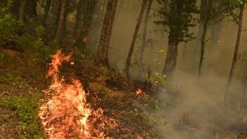 Πυρκαγιές στην Αττική: Πάνω από 5.500 στρέμματα έγιναν στάχτη το περασμένο Σαββατοκύριακο