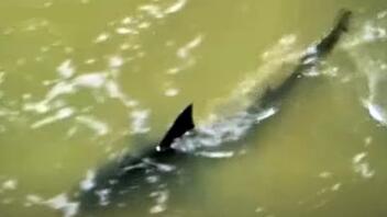 Τέξας: Επίθεση καρχαρία σε λουόμενους - Δείτε βίντεο