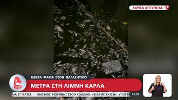 Βόλος: Εισαγγελική παρέμβαση για τα χιλιάδες νεκρά ψάρια στον Παγασητικό