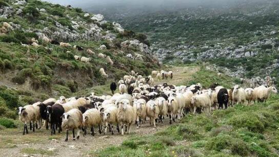 Πανώλη σε αιγοπρόβατα: Μέτρα μετά τον εντοπισμό κρούσματος στην Κόρινθο