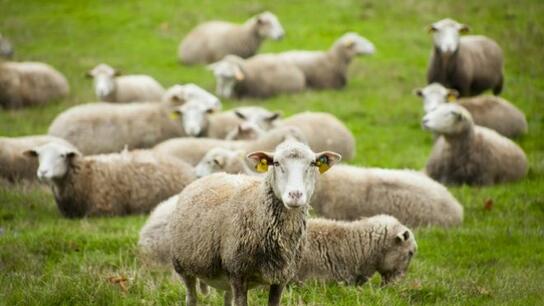 Τα κουδούνια οδήγησαν στα κλεμμένα πρόβατα!
