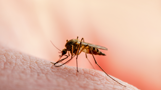 Πρόγραμμα εργασιών καταπολέμησης κουνουπιών για την περιφερειακή ενότητα Χανίων