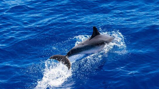 Ακρωτηριασμός δελφινιού στα ανοιχτά της Σάμου