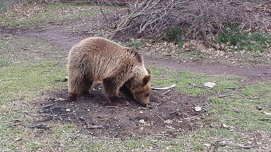 Τι συμβαίνει με τις αρκούδες που κατεβαίνουν πλέον συχνά σε κατοικημένες περιοχές της Δ. Μακεδονίας;