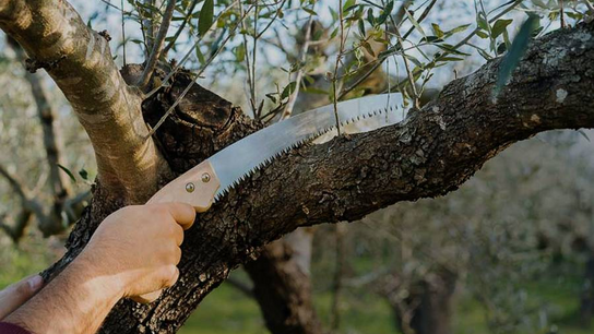 Τα καημένα τα δεντράκια