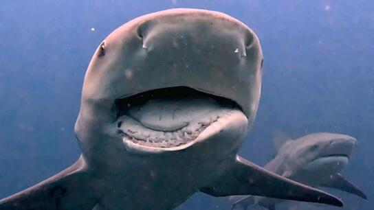 Καρχαρίες προσπαθούν να φάνε μια κάμερα - Δείτε το βίντεο!