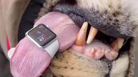 Αυστραλία: Κτηνίατρος χρησιμοποιεί Apple Watch για να παρακολουθεί την καρδιά λιονταριού