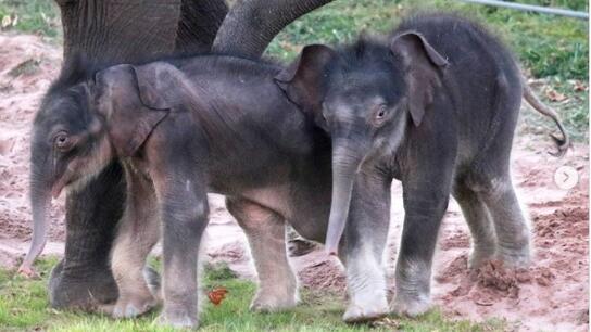 Ταϊλάνδη: Σπάνια γέννηση διδύμων ελεφάντων	