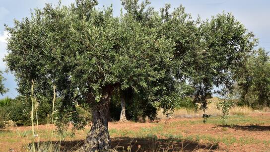 Απαγορεύεται μέχρι νεοτέρας η άρδευση των ελαιόδεντρων