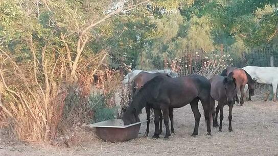 Πεθαίνουν από τη δίψα άλογα στο Δέλτα του Έβρου 