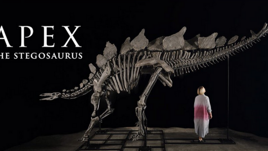 Νέα Υόρκη: Σε τιμή ρεκόρ πωλήθηκε σε δημοπρασία ο στεγόσαυρος "Apex"