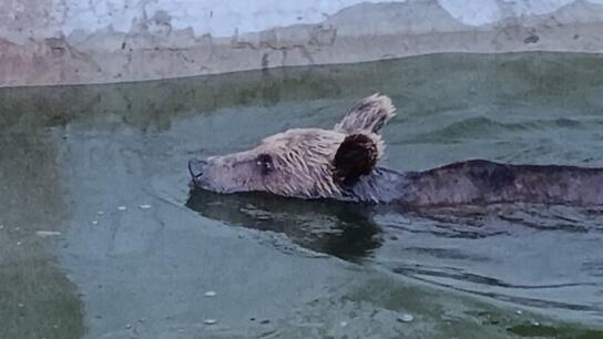 Αρκούδα παγιδεύτηκε σε δεξαμενή νερού - Πώς κατάφεραν να την βγάλουν 