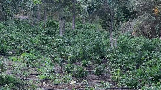 Ναρκω-κύκλωμα: από το Φόδελε «ξετυλίχθηκε» το κουβάρι της φυτείας στον Κουρνά