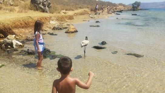 Φλαμίνγκο κάνουν... βόλτες και στις παραλίες της Κρήτης - Τι συμβαίνει