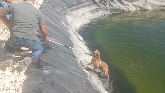 Επιχείρηση διάσωσης για το σκυλάκι που έπεσε σε λιμνοδεξαμή