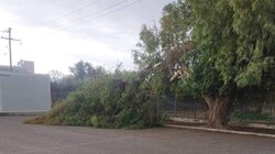 Κλαδί δέντρου, Μοίρες, Πτώση