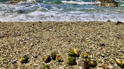 Όταν οι πολίτες ενώνουν δυνάμεις με την επιστήμη: Το θαύμα της Ποσειδωνίας στην πράξη!