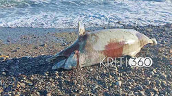 Νεκρό δελφίνι θάλασσα