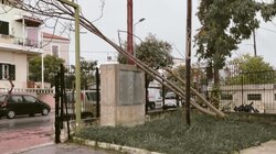 Πτώση δέντρου, Χανιά