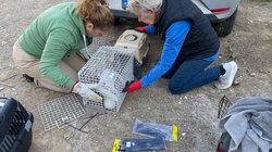 Έργο Μαζικής Στείρωσης Αδέσποτων