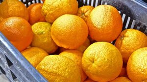 Λακωνία: «Κραυγή αγωνίας» από τους παράγωγους για τα αδιάθετα πορτοκάλια